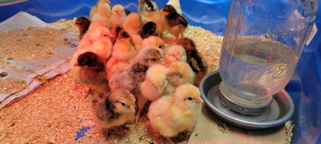 Chick's hatched for the upcoming elementary Ag Day.