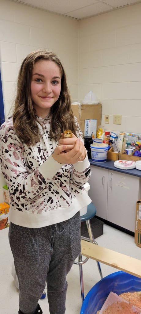 A student holds one of the chick's hatched on the Intro to Ag class.