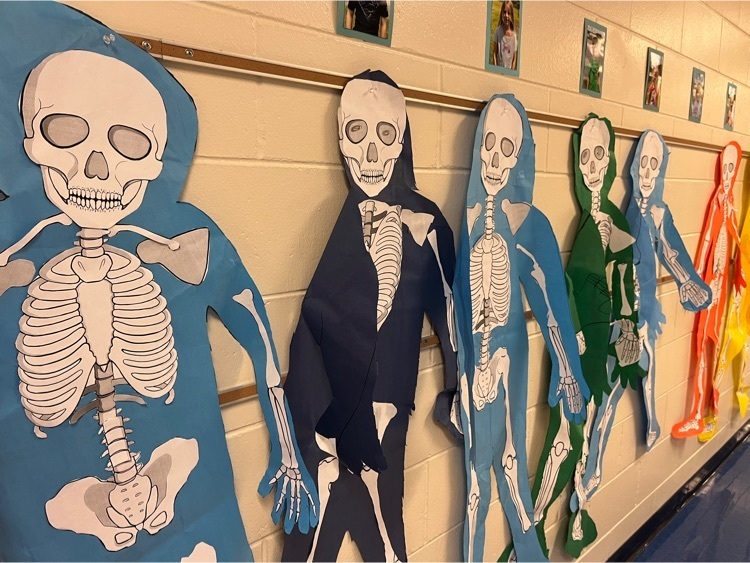 1st grade made models of the skeletal system 