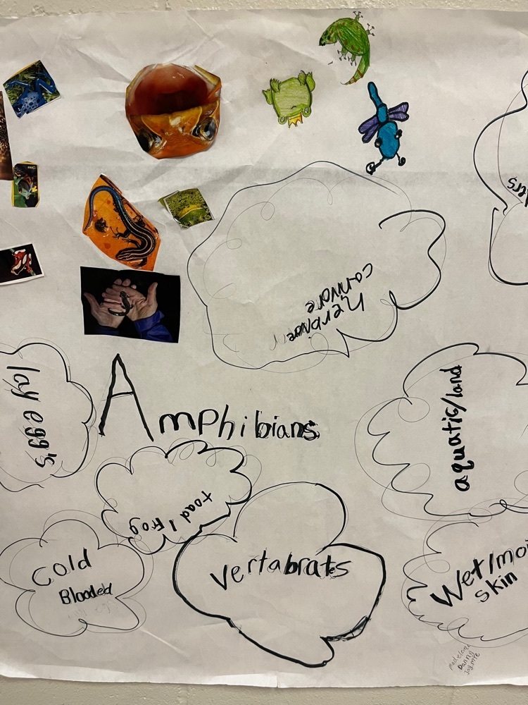 3rd grade made an amphibian poster 