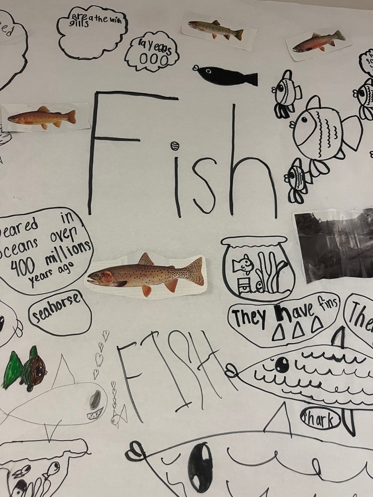 3rd grade poster about fish