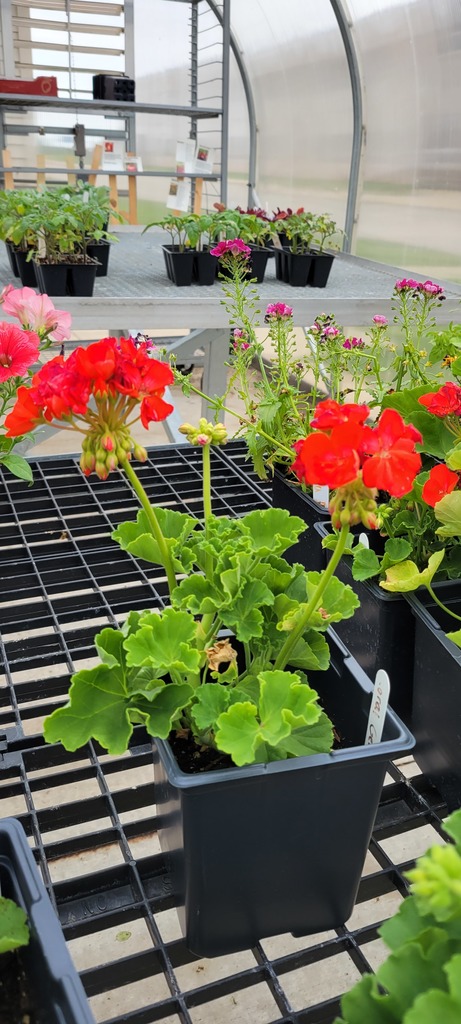 Plant